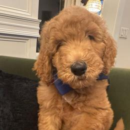 George - Apricot male Goldendoodle puppy in De Land, Florida from Rezapour Doodle Estate