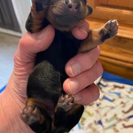 Dachshund Puppies from Aviator's Dachshunds