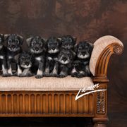 Standard Schnauzer Puppies from Goldwynn Standard Schnauzers