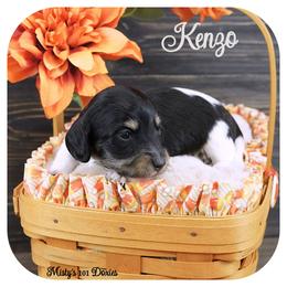 KENZO - AKC Registered - Black and tan male Dachshund puppy in Graceville, Florida from Misty's 101 Doxies