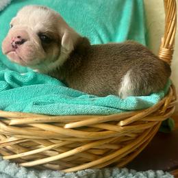 Khonsu - Fawn and white male Bulldog puppy in Fort White, Florida from Bullgodz English Bulldogs