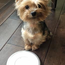 Nushs - Yorkshire Terrier