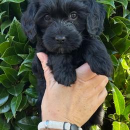 Iris - Black female Goldendoodle puppy in Enumclaw, Washington from Owen-a-Doodle