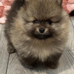 Pomeranian Puppies from Lori’s Precious Poms