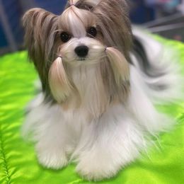 Adele - Biewer Terrier