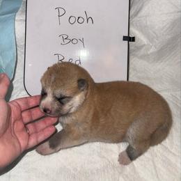 Pooh - Red male Japanese Akitainu puppy in Hubert, North Carolina from Miyo Ken