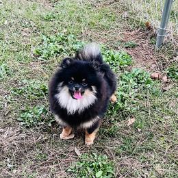 Hope - Pomeranian