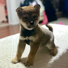 Cleve - Sesame Shiba Inu puppy in Cincinnati, Ohio from Timberwood Paws