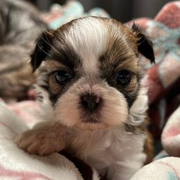 Shih Tzus from Portlandia Shih Tzu