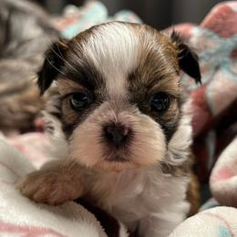 Shih Tzus from Portlandia Shih Tzu