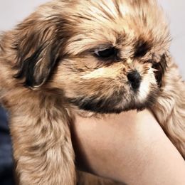 Purple collar female - Tricolor female Shih Tzu puppy in Needville, Texas from Precious Moments Shih Tzu