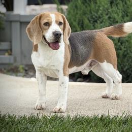 Beagle puppies from Tymber Lake Beagles