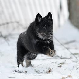 Red Boy - Korppi - Black and tan male Lapponian Herder puppy in Prattsburgh, New York from Maalattu Koirankoppi Lapponian Herders