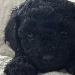 Poodles and Yorkshire Terriers from Star Catcher Pups