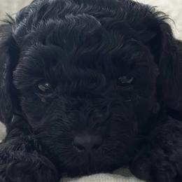 Poodles and Yorkshire Terriers from Star Catcher Pups