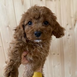 Oreo - Red male Cavapoo puppy in River Falls, Wisconsin from Dottie's Doodles