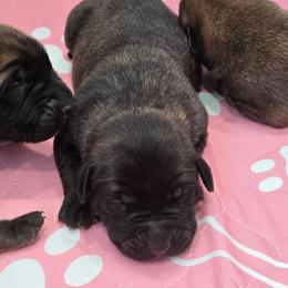 Light Pink Collar Brindle Girl - Brindle female Mastiff puppy in Auburn, Kansas from Puppy Paradise:  English Mastiff Puppies & Standard Goldendoodle Puppies