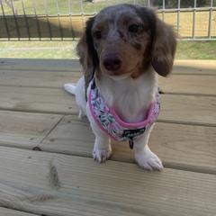 Millie Jean - Dachshund