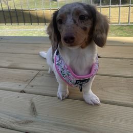 Millie Jean - Dachshund