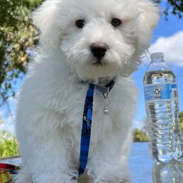 Moony - White Maltipoo puppy in Naples, Florida from Mary's Maltipoos