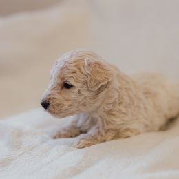Chandler - Cream male Aussiedoodle puppy in Orleans, Indiana from Mae Blossom Puppies