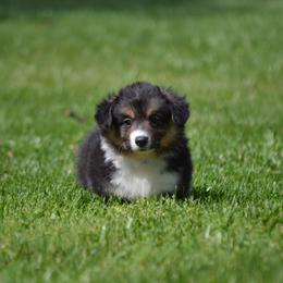 Pembroke Welsh Corgi Puppies from C&G Corgis