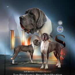 Hoss - Great Dane