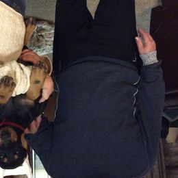 Doberman Pinschers from Merrimac Dobermans