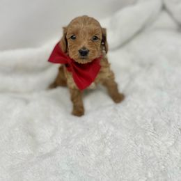 Maltipoo Puppies from Piper N Penny