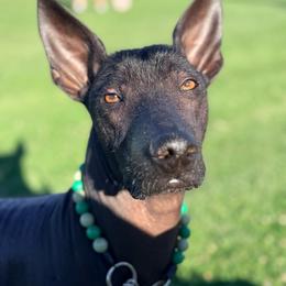 Sinai - Black female Xoloitzcuintli puppy in Victorville, California from Elegancia Vintage Xoloitzcuintle