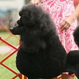 Poodles from Dreamers Poodles