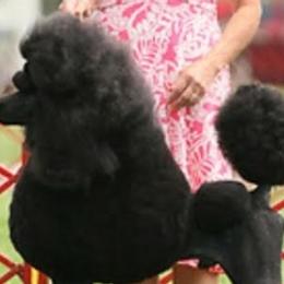 Poodles from Dreamers Poodles