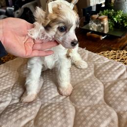 Puff girl - Sable female Chinese Crested puppy in Blue Earth, Minnesota from Ciao Bella Chinese Cresteds