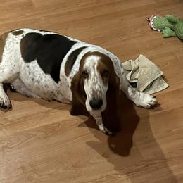 Basset Hounds from Glacier Ridge Basset Hounds