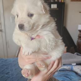 Babbette - White female American Eskimo Dog puppy in Grants Pass, Oregon from SnH Eskies
