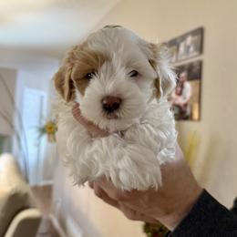 Arlo - Red male Havanese puppy in Wappapello, Missouri from Titanium Havanese LLC