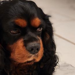 Cavalier King Charles Spaniels from Brandi McGrath