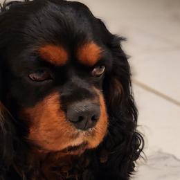 Cavalier King Charles Spaniels from Brandi McGrath