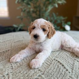 Gregory - Parti male Goldendoodle puppy in Barstow, California from Golden Desert Doodles