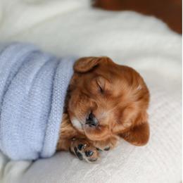 Cavalier King Charles Spaniel Puppies from Sweet Southern Cavaliers