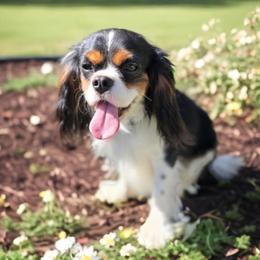 Jasper - Cavalier King Charles Spaniel
