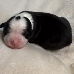 Pup 6 - Black tri-color female Australian Shepherd puppy in Tehachapi, California from Country Oaks Farm