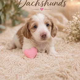 Penny - Cream female Dachshund puppy in Statesville, North Carolina from Lakeside Dachshunds
