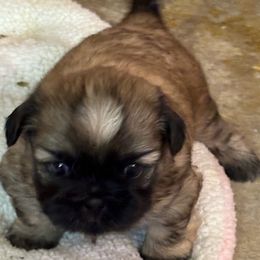 Shih Tzu Puppies from shihtzudynasty Pings Dynasty