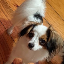 Dixie - Papillon
