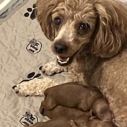 Poodle Puppies from Martin's Poodles and Doodles