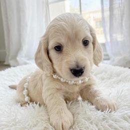 Lilly - Cream female Dachshund puppy in Richmond, Virginia from Irresistible Dachshunds & Cavaliers
