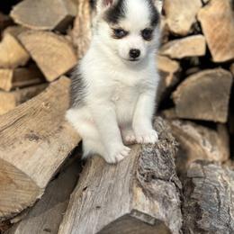 Pomsky Puppies from Ritzy Puppies