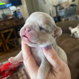 Gemma - Blue tri-color female Bulldog puppy in Seneca, South Carolina from Burrell’s Bulldog Kingdom