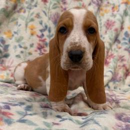 Mary Ann - Red and white female Basset Hound puppy in Monterey, Tennessee from Southern Belles Bassets